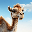 The Camel