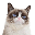 Grumpy Cat (grumpycatspl.com)