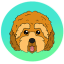 Cockapoo (CPOO)