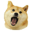 Doge Eat Doge (OMNOM)