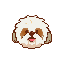 Shih Tzu (SHIH)